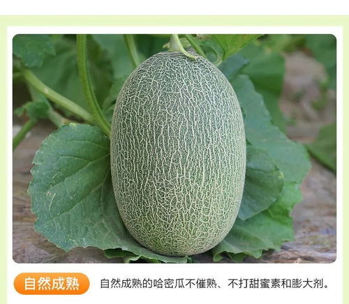 海南哈密瓜 當季鮮果優(yōu)選，西州蜜瓜與網(wǎng)紋瓜批發(fā)指南